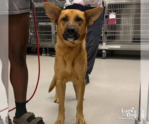Zelda - Female Carolina Dog-German Shepherd Dog Mix Dog for Adoption - Photo #3