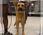Small Photo #3 Carolina Dog-German Shepherd Dog Mix Puppy For Sale in Washington, DC, USA