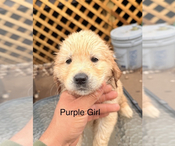 Medium Photo #4 Golden Retriever Puppy For Sale in CHIPPEWA FALLS, WI, USA