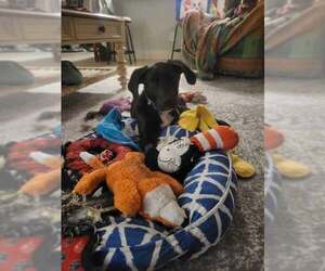 Great Dane-Labrador Retriever Mix Dogs for adoption in Brewster, NY, USA