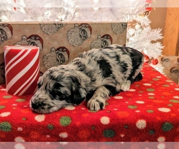 Medium Photo #9 Aussiedoodle Puppy For Sale in SPARTA, MO, USA
