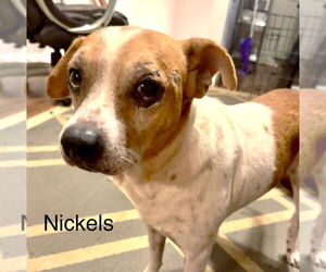 Beagle-Chihuahua Mix Dogs for adoption in Boonton, NJ, USA