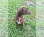Small #2 Labrador Retriever Mix