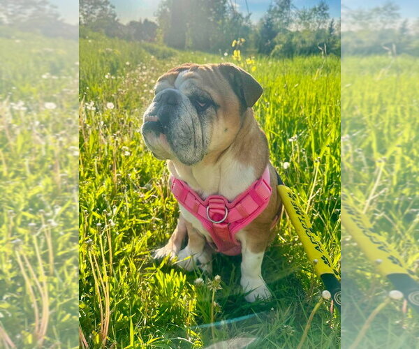 Medium Photo #2 Bulldog Puppy For Sale in Brights Grove, Ontario, Canada