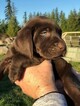 Small Photo #12 Labrador Retriever Puppy For Sale in EATONVILLE, WA, USA