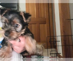 Yorkshire Terrier Puppy for sale in JOHNSTON, RI, USA