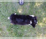 Small Photo #5 Aussie-Corgi Puppy For Sale in ELLENSBURG, WA, USA