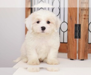 Zuchon Puppy for sale in NAPLES, FL, USA