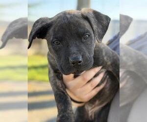 Mutt Dogs for adoption in Oakdale, CA, USA