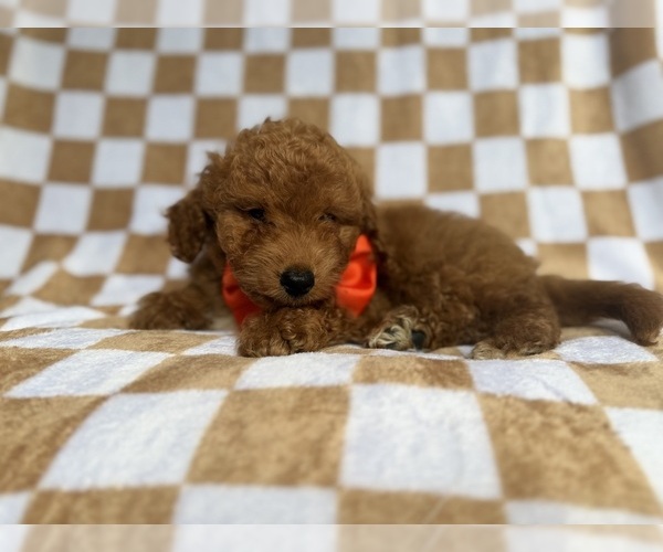 Medium Photo #4 Goldendoodle (Miniature) Puppy For Sale in LAKELAND, FL, USA