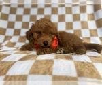Small #3 Goldendoodle (Miniature)