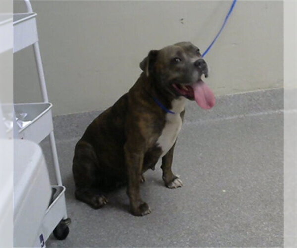 Medium Photo #1 American Staffordshire Terrier-Unknown Mix Puppy For Sale in Pasadena, TX, USA