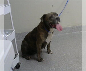 American Staffordshire Terrier-Unknown Mix Dogs for adoption in Pasadena, TX, USA