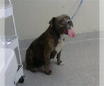 Small American Staffordshire Terrier Mix