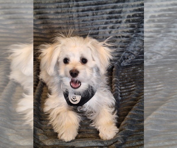 Medium Photo #4 Maltese Puppy For Sale in BEAR RIVER, WY, USA