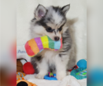 Small Photo #17 Pomsky Puppy For Sale in RAMONA, CA, USA