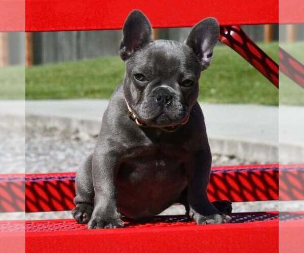Medium Photo #6 French Bulldog Puppy For Sale in GRAHAM, WA, USA