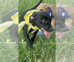 Small #5 Labrador Retriever Mix