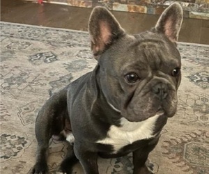 Father of the French Bulldog puppies born on 09/06/2023