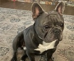 Small Photo #1 French Bulldog Puppy For Sale in SPRINGFIELD, OR, USA