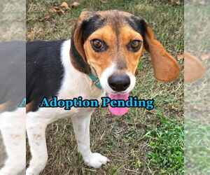 Beagle Dogs for adoption in Dunnellon, FL, USA