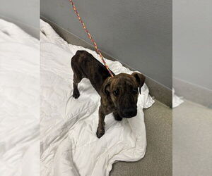 Plott Hound-Unknown Mix Dogs for adoption in Las Vegas, NV, USA