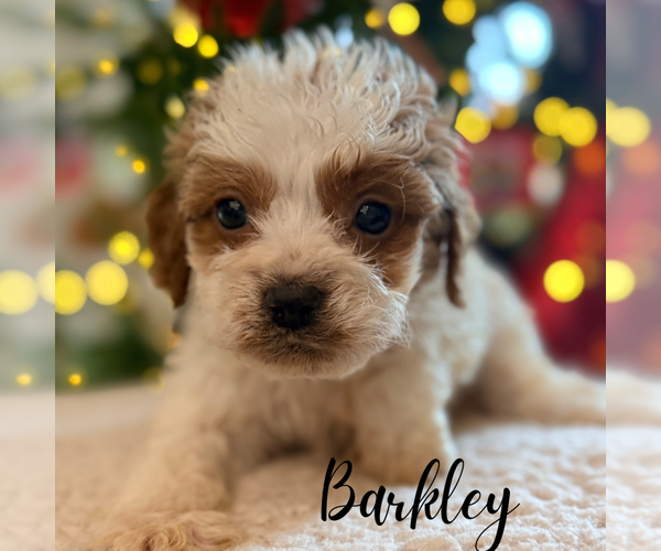 Medium Photo #2 Cavapoo Puppy For Sale in ADDISON, IL, USA