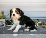 Small Photo #7 Cavalier King Charles Spaniel Puppy For Sale in MILLERSBURG, OH, USA