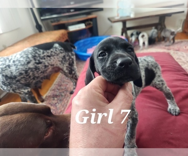 Medium Photo #5 German Shorthaired Pointer Puppy For Sale in N SYRACUSE, NY, USA
