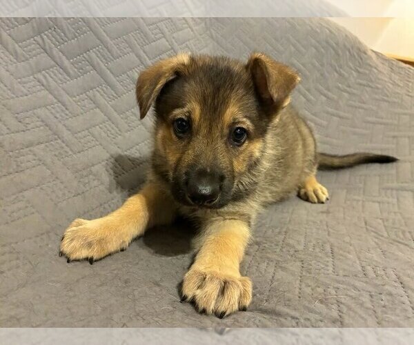 Medium Photo #2 German Shepherd Dog Puppy For Sale in LOGAN, OH, USA