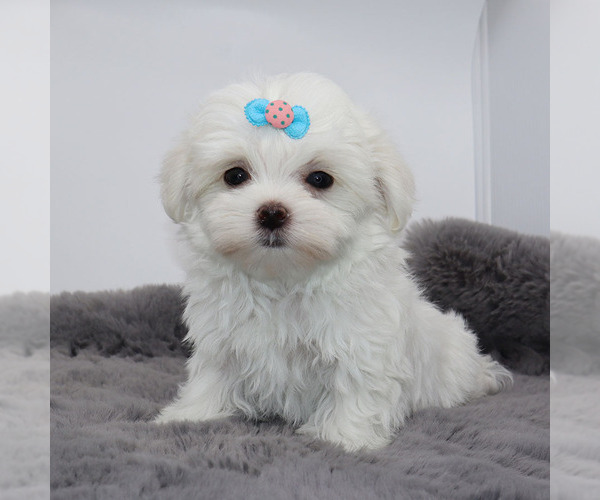 Medium Photo #1 Maltese Puppy For Sale in LOS ANGELES, CA, USA