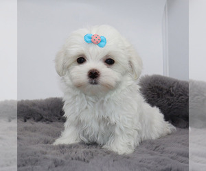 Maltese Puppy for Sale in LOS ANGELES, California USA