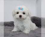 Image preview for Ad Listing. Nickname: Ziggy