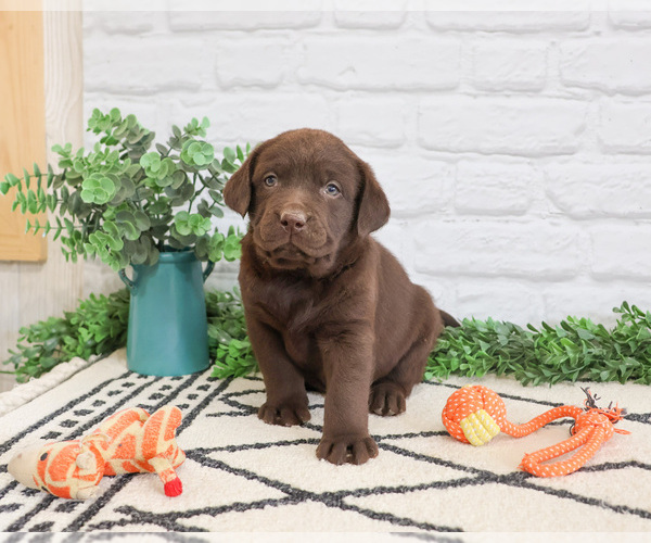 Medium Photo #4 Labrador Retriever Puppy For Sale in SYRACUSE, IN, USA