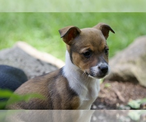 Australian Shepherd-Jack Russell Terrier Mix Puppy for sale in ORRVILLE, OH, USA
