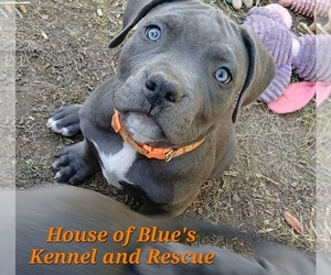 American Pit Bull Terrier Puppy for sale in DELAWARE, OH, USA