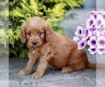Small #4 Goldendoodle (Miniature)