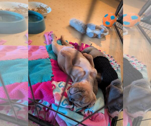 Medium Photo #2 American Pit Bull Terrier-American Staffordshire Terrier Mix Puppy For Sale in Belleville, MI, USA
