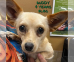 Small #3 Chihuahua Mix