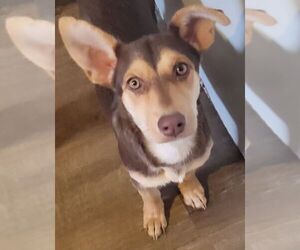Rat Terrier-Unknown Mix Dogs for adoption in Carrollton, TX, USA