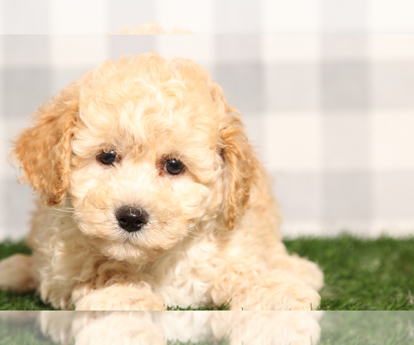 Medium Photo #1 Poochon Puppy For Sale in MARIETTA, GA, USA