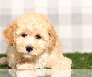 Poochon Puppy for sale in MARIETTA, GA, USA