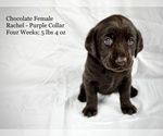 Small Photo #1 Labrador Retriever Puppy For Sale in ACWORTH, GA, USA