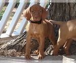 Small #3 Vizsla