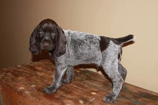 German Wirehaired Pointer Puppy for sale in SCOTTS, MI, USA