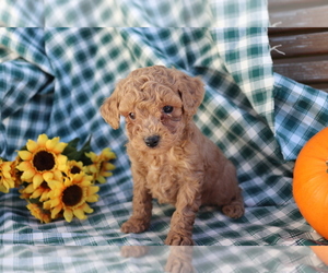 Poodle (Miniature) Puppy for sale in SHILOH, OH, USA