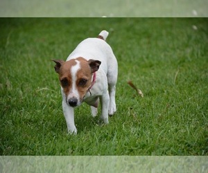 Mother of the Jack Russell Terrier puppies born on 03/10/2026
