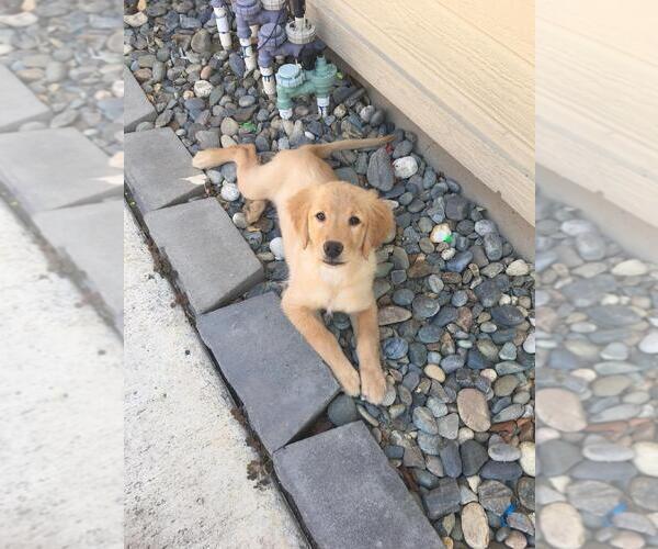 Medium Photo #10 Golden Retriever Puppy For Sale in BRENTWOOD, CA, USA