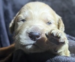 Small Photo #17 Golden Retriever Puppy For Sale in MODESTO, CA, USA