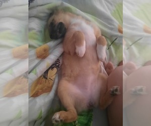 Caucasian Shepherd Dog Puppy for sale in Minsk, Minsk City, Belarus